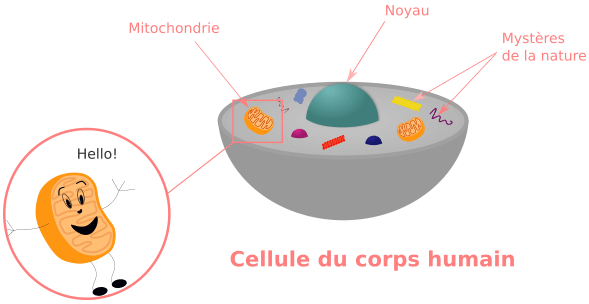 La mitochondrie - centrale énergétique de la cellule