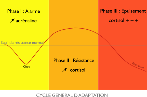 Cycle d'adaptation au stress